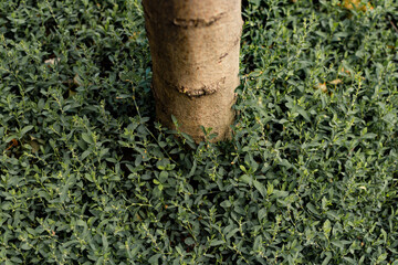 Tree trunk growing from grass. Close-up to a textured bark in wild