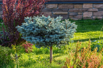 Small blue spruce on the border as an element of landscape design.