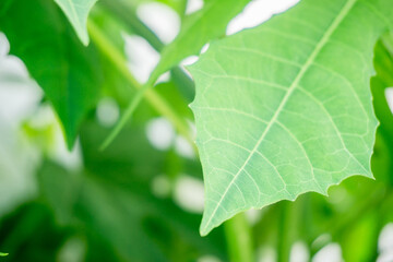 green leaf background close to nature