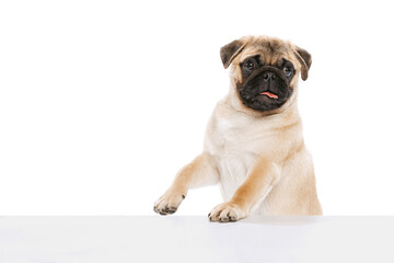 Studio shot of purebred dog, pug, posing with sticking ot tongue isolated over white background. Leaning on box