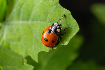 Macro of spring red ladybug Coccinella septempunctata on green leaf in forest, natural environment