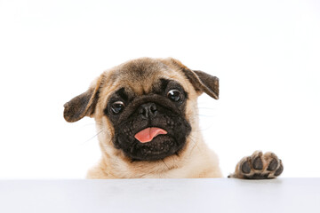 Studio shot of funny purebred dog, pug, posing with sticking out tongue isolated over white background