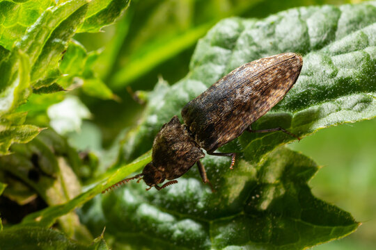 Agrypnus murinus is a click beetle a species of beetle from the family of Elateridae. It is commonly known as the lined click beetle. It larvae are important pest in soil of many crops