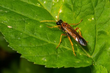 Closeup on a colorful green sawfly,Tenthredo mesomela on a green geranium leaf in the garden