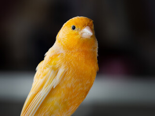 Portrait eines Kanarienvogels