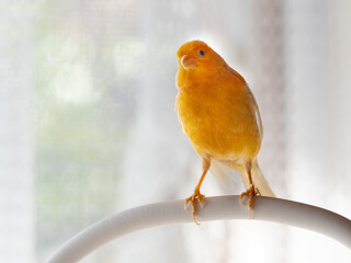 Kanarienvogel auf seiner Sitzstange, ausserhalb des Käfigs.