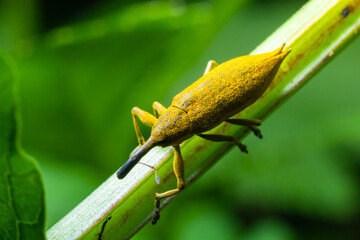 The beetle beetle, also known as the nunus, is a beetle that belongs to the superfamily...