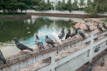 pigeons on the bridge