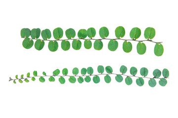 Vine plant climbing isolated on white background with clipping path