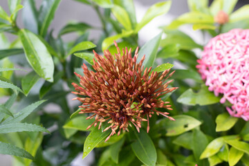 A bunch of flowers hit Green's chest