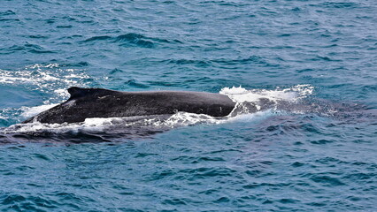 Naklejka premium Southern humpback whale-Megaptera novaeangliae australis in Moreton Bay. Brisbane-Australia-124