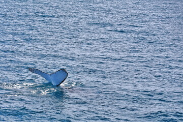Southern humpback whale-Megaptera novaeangliae australis lobtailing in Moreton Bay. Brisbane-Australia-126