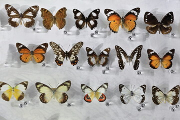 Set of pinned butterflies displayed in a specimen drawer. Darwin-Australia-141