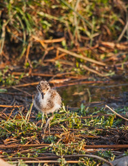 Baby Blacksmith Lapwing (Vanellus armatus) 14921