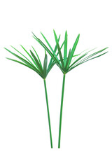 Umbrella plant, Papyrus, Cyperus alternifolius L. Isolated on white backgrund. with clipping path.