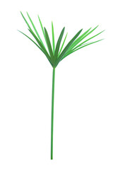 Umbrella plant, Papyrus, Cyperus alternifolius L. Isolated on white backgrund. with clipping path.