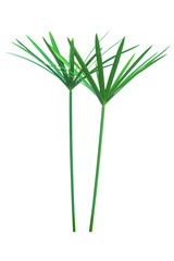 Umbrella plant, Papyrus, Cyperus alternifolius L. Isolated on white backgrund. with clipping path.