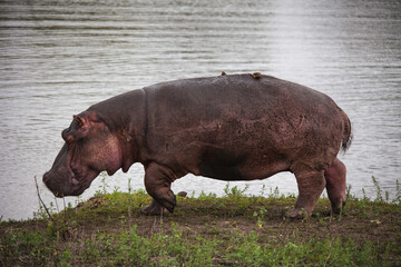 Grazing Hippo (Hippopotamus amphibius) 15112