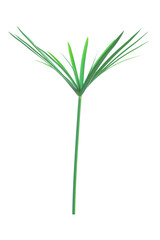 Umbrella plant, Papyrus, Cyperus alternifolius L. Isolated on white backgrund. with clipping path.