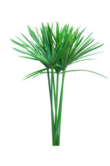 Umbrella plant, Papyrus, Cyperus alternifolius L. Isolated on white backgrund. with clipping path.