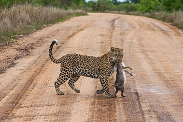 Leopard (Panthera pardus) with Scrub Hare (Lepus saxatilis) prey 15170