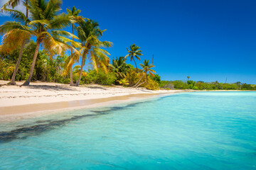 Fototapeta na wymiar Tropical paradise: idyllic caribbean beach with palm trees, Punta Cana, Saona