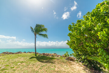 Palm by the sea in Bas du fort shore