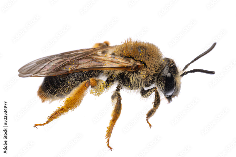 Wall mural insects of europe - bees: side view with wings of female Andrena haemorrhoa (german Rotschopfige Sandbiene)  isolated on white background