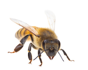 Insekten Europas - Bienen: Seitenansicht Makro der europäischen Honigbiene (Apis mellifera) isoliert auf weißem Hintergrund - Kopf zum Betrachter