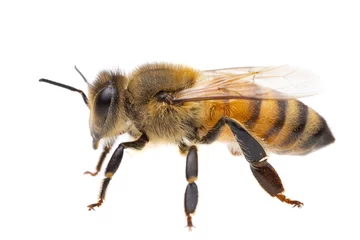 Rolgordijnen insecten van europa - bijen: zijaanzicht macro van europese honingbij (apis mellifera) geïsoleerd op een witte achtergrond - van links naar rechts © unpict