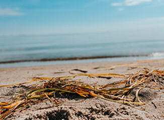 Strand von Kopenhagen