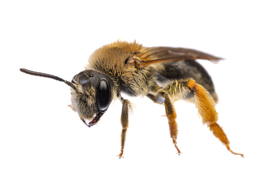 insects of europe - bees: side view of female Andrena haemorrhoa (german Rotschopfige Sandbiene)  isolated on white background