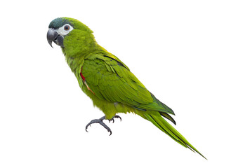 Hahn's macaw or red shouldered green parrot isolated on white background native to South America...