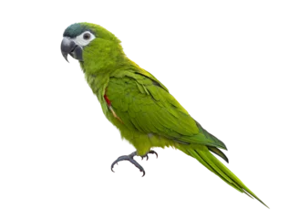 Poster Hahn's macaw or red shouldered green parrot isolated on white background native to South America and Brazil for graphic design usage © Akarawut