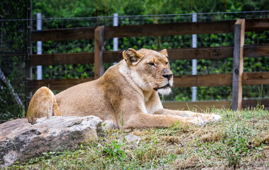 African Lion resting in the grass at a zoo in Alabama.