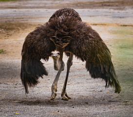 Ostrich strutting toward a fence as a zoo specimen in Alabama.