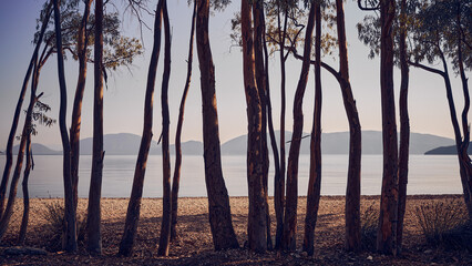 sea behind trees