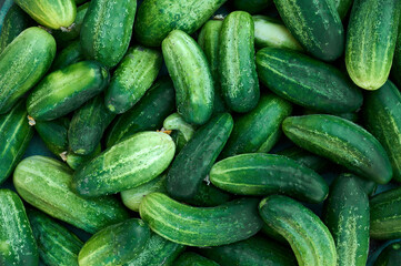 Close up of fresh organic green cucumbers.