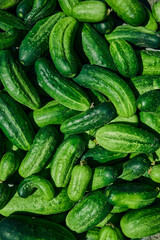 Close up of fresh organic green cucumbers.
