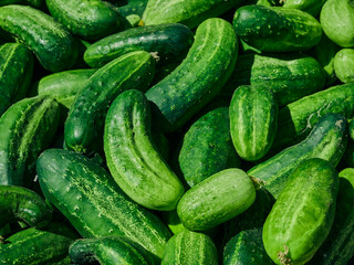 Close up of fresh organic green cucumbers.