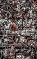 Hens, chickens and eggs in the cages of an industrial farm. Multi-level production conveyor line for the production of chicken eggs. Poultry farm.