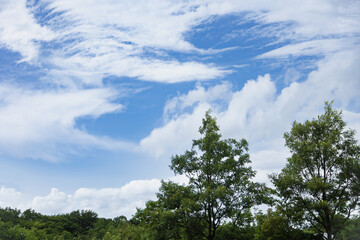 爽やかな青空と夏の木々

渦を巻くような雲が綺麗でした。