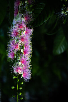 Barringtonia Images Browse 6 Stock Photos Vectors And Video Adobe Stock