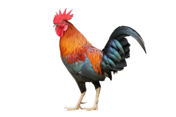  Colorful free range male rooster isolated on white background © Akarawut