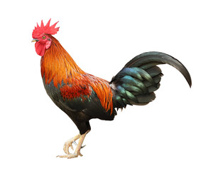 Colorful free range male rooster isolated on white background