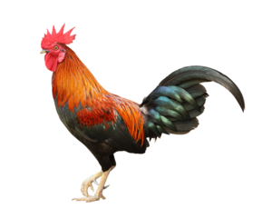 Colorful free range male rooster isolated on white background