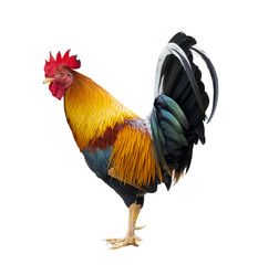 Colorful free range male rooster isolated on white background © Akarawut