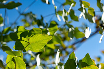 ユーカリの緑と青空のコントラスト

8月のよく晴れた朝、生き生きと伸びるユーカリの歯が風に靡いてました。