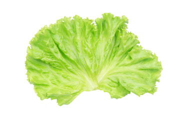 Salad leaf. Lettuce isolated on white background with clipping path.