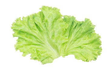 Salad leaf. Lettuce isolated on white background with clipping path.